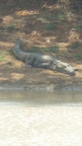Jeep Safari Yala National Park Sri Lanka Crocodile